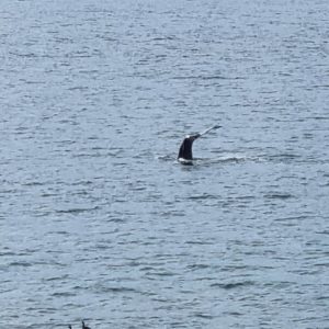 Whale in the waters just by the camp