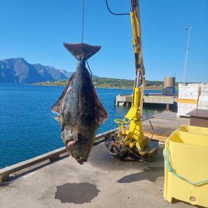 Huge fish of 83 KG hanging from a crane.